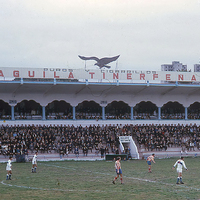 Águila Tinerfeña